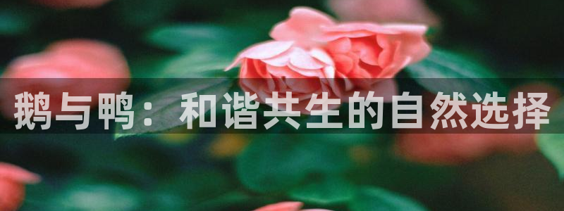 ag九游会官网
