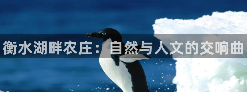 九游会黑网投