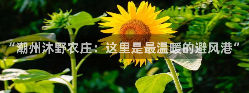 九游会网站网址